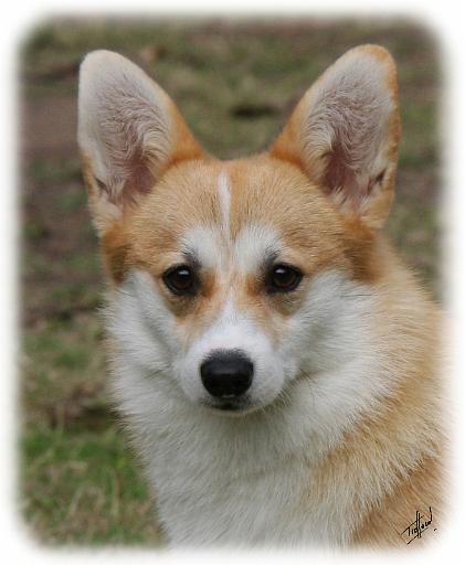 Pembroke Welsh Corgi 9Y565D-015.JPG